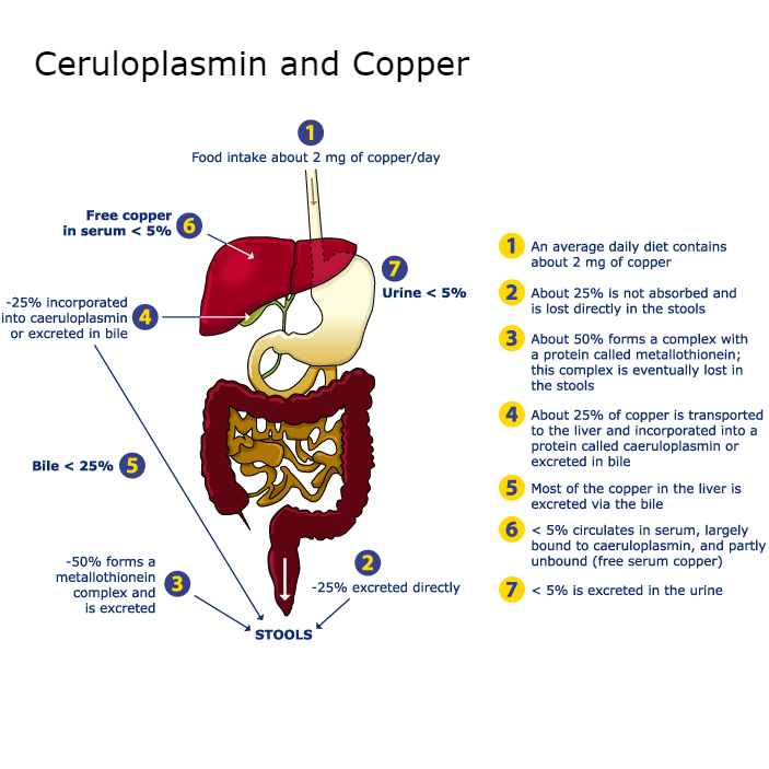 Ceruloplasmin Second Opinion Physician