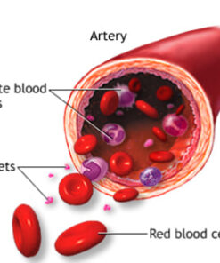 cbc test elevated basophils elevated lymphocytes complete blood count