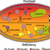 anemia blood test online