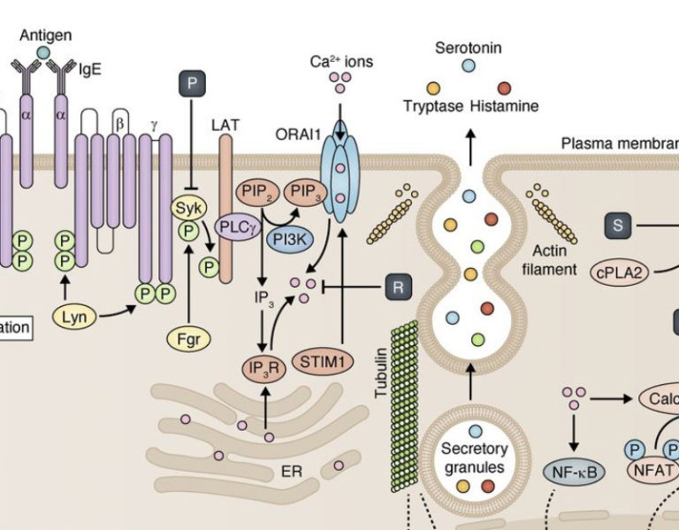 Undermethylation | Second Opinion Physician