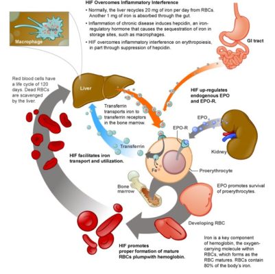 Anemia Panel B | Second Opinion Physician