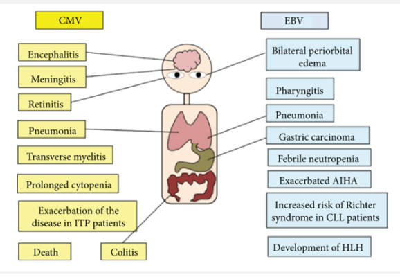 epstein-barr-virus-ebv-antibody-profile-second-opinion-physician