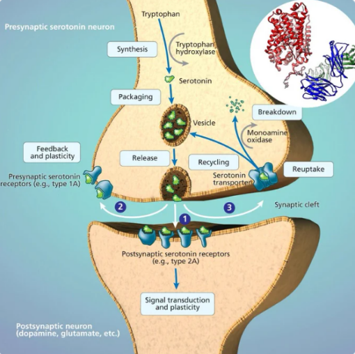 Elevated SAH Therapy: Undermethylation Nutrient Protocols