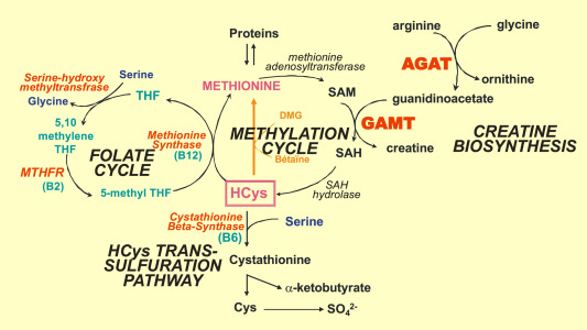 treat undermethylation with creatine supplementation improves methylation