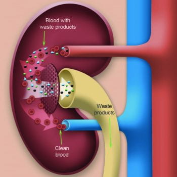 kidney detoxification baking soda methylation