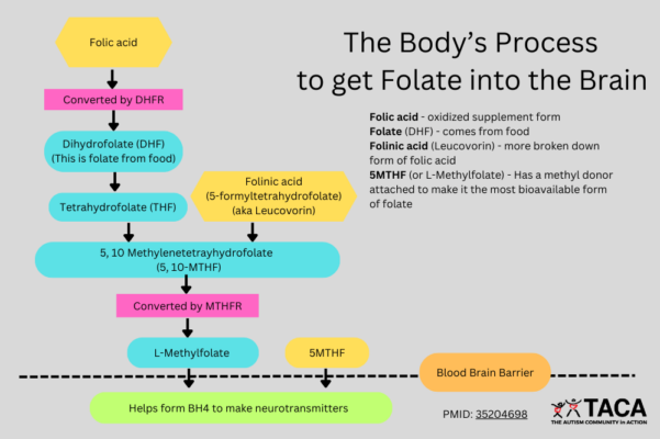 low.brain.folate.folic.acid.autism.low.brain.folate