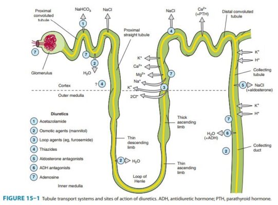 kidney detoxification to improve methylation