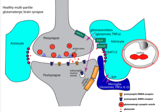 OCD and NMDA Receptors Glutamates MSG