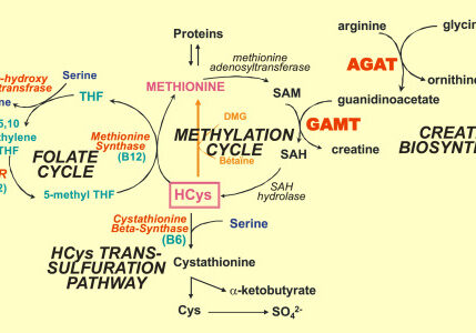 undermethylation supplement creatine improve methylation