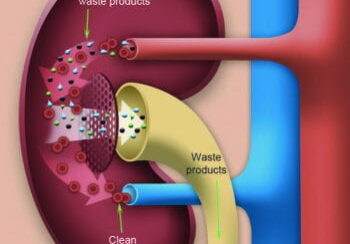 kidney detoxification baking soda methylation