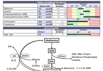 understanding the methylation pathway