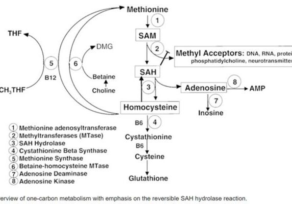 methylation pathway testing sam sah homocysteine