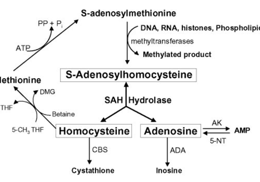 sah methylation pathway inhibition atp energy adenosine