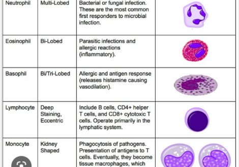 white blood cell testing online